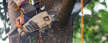 Professional  Tree Services in Eastland, TX