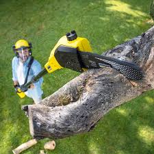 Organic Lawn Care Solutions in Eastland, TX