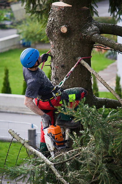 Why Choose Our Tree Removal Services in Eastland, TX?